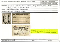 Karteikarte zum Holotyp von Hemicristellaria procera Stache, 1864